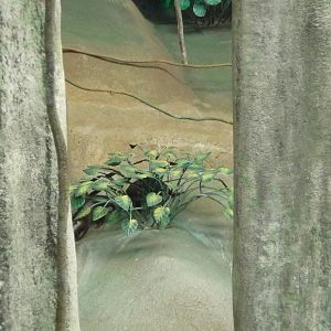 Brookfield Zoo - Tropic World