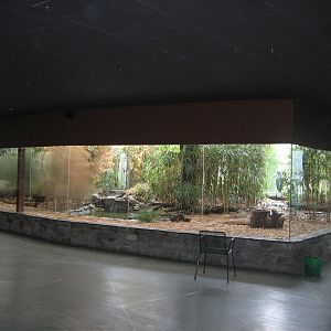 Shoebill Indoor Exhibit