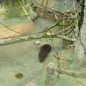 Brookfield Zoo - Tropic World