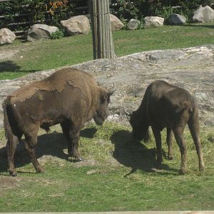 Kolmården Zoo - European bisons