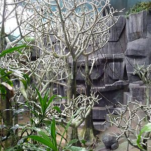 Brookfield Zoo - Tropic World