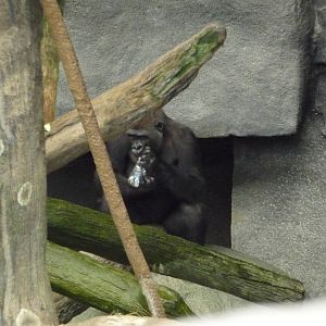 Brookfield Zoo - Tropic World