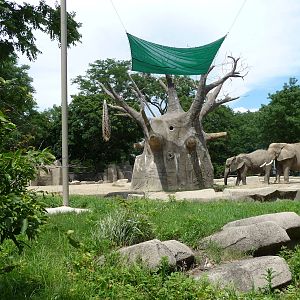Brookfield Zoo - African elephants