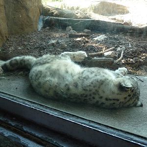 Brookfield Zoo - Snow Leopard