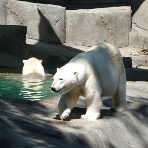 Brookfield Zoo - Polar Bears