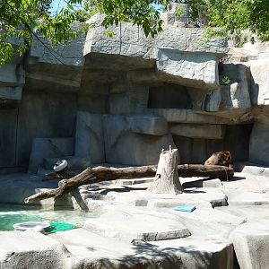 Brookfield Zoo - Grizzly Bear Exhibit