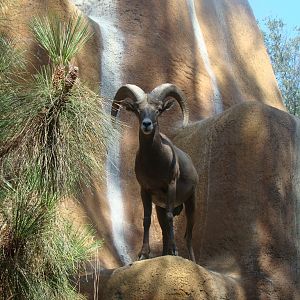 Bighorn Sheep at the Los Angeles Zoo