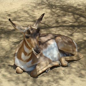 Peninsular Pronghorn at the Los Angeles Zoo