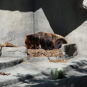 Brookfield Zoo - Grizzly Bear