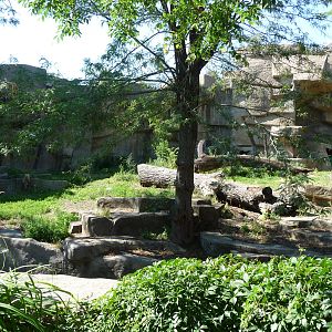 Brookfield Zoo - Lion Exhibit