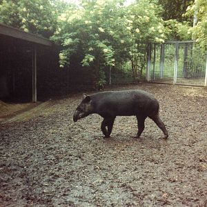 Mountain Tapir