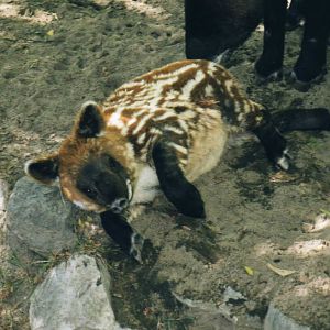 Young Mountain Tapir