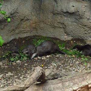 Bronx Zoo - Jungle World