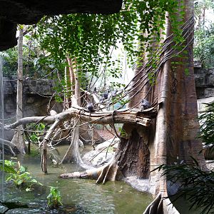 Bronx Zoo - Jungle World