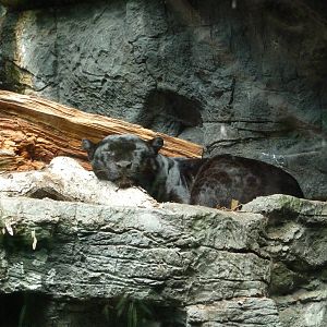 Bronx Zoo - Jungle World