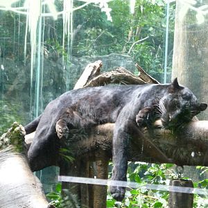 Bronx Zoo - Jungle World