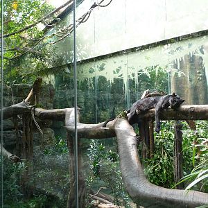 Bronx Zoo - Jungle World