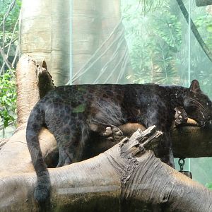 Bronx Zoo - Jungle World