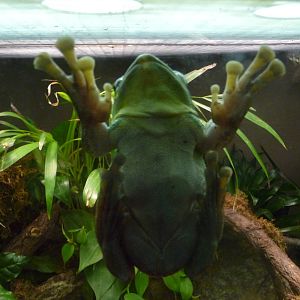 Bronx Zoo - Jungle World