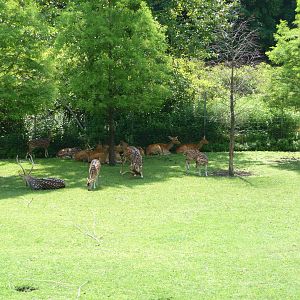 Bronx Zoo - Asian monorail photo