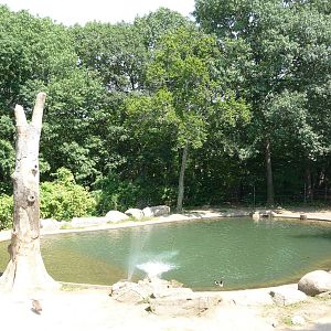 Bronx Zoo - Asian elephant pool