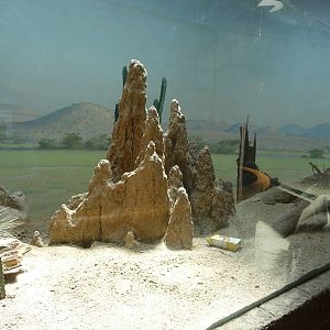 Bronx Zoo - Dwarf mongoose exhibit