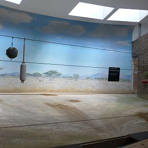 Bronx Zoo - Giraffe House