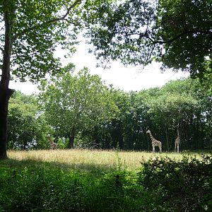 Bronx Zoo - Giraffe Paddock