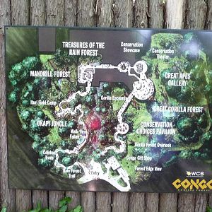 Bronx Zoo - Congo Gorilla Forest