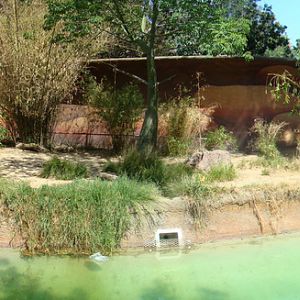African Lion exhibit at the Los Angeles Zoo