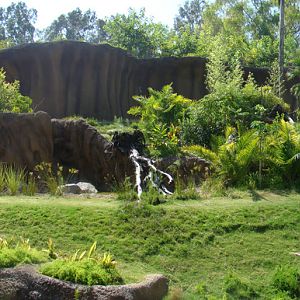 Campo Gorilla Reserve exhibit at the Los Angeles Zoo