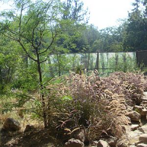 African Wild Dog exhibit at the Los Angeles Zoo