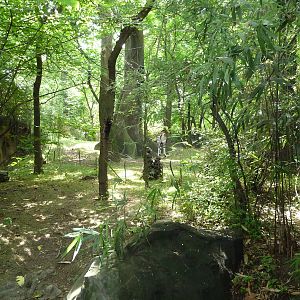 Bronx Zoo - Congo Gorilla Forest