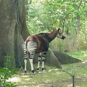 Bronx Zoo - Congo Gorilla Forest
