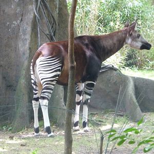 Bronx Zoo - Congo Gorilla Forest
