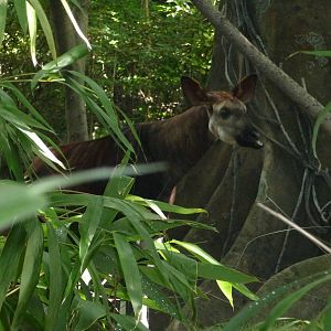 Bronx Zoo - Congo Gorilla Forest