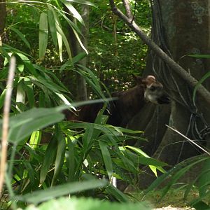 Bronx Zoo - Congo Gorilla Forest