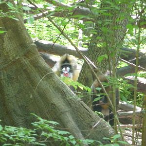 Bronx Zoo - Congo Gorilla Forest