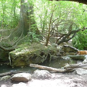 Bronx Zoo - Congo Gorilla Forest