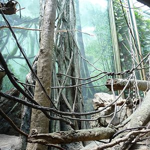 Bronx Zoo - Congo Gorilla Forest