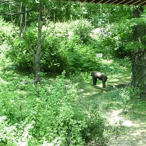 Bronx Zoo - Congo Gorilla Forest