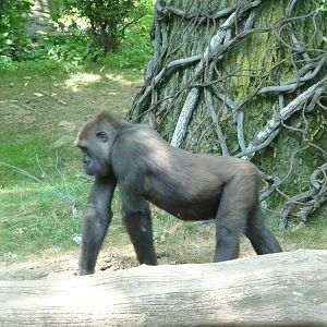 Bronx Zoo - Congo Gorilla Forest
