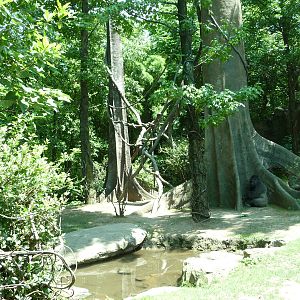 Bronx Zoo - Congo Gorilla Forest