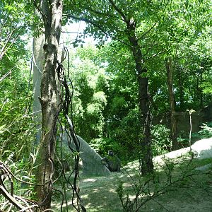 Bronx Zoo - Congo Gorilla Forest