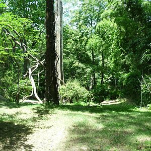 Bronx Zoo - Congo Gorilla Forest