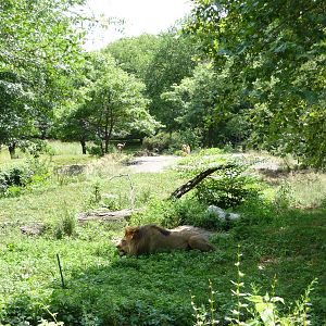 Bronx Zoo - Lion Exhibit