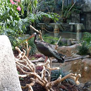 Ibis (Help with Species)