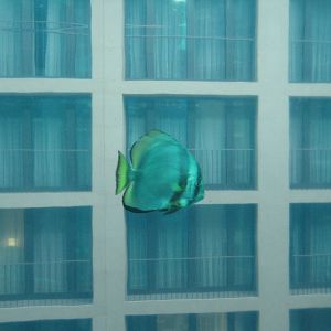 Aquadome Berlin, Bat fish
