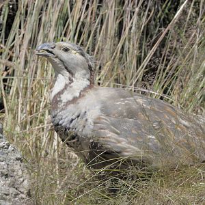 Himalayan snowcock