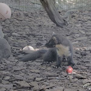 Pine marten
